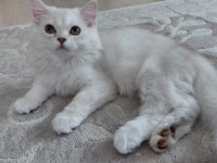 Yavru British Longhair