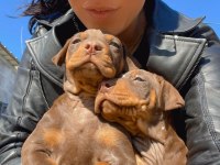 Doberman yavrularım sağlık ve ırk garantilidir