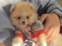 Pomeranian boo köpeği
