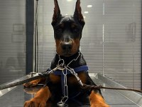 Safkan doberman