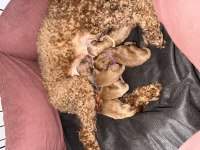 3 erkek ve 2 dişi safkan poodle yavrularımız