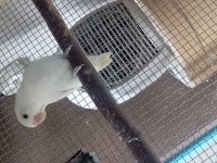 3 Adet Dışı Cennet Papağanı