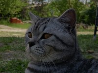 1,5 Yaşında Erkek Silver Tabby British Shorthair