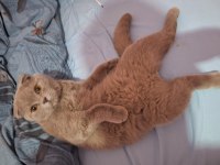 Scottish Fold Erkek Kedimiz