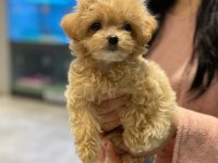 TOY POODLE KALİTESİNDE MALTİPOO YAVRULARI