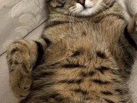 British Shorthair Tekir kırması 8 aylık erkek kedim