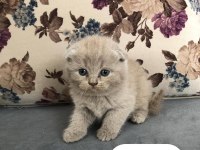 Hemen teslim top kafa yavrular british longhair