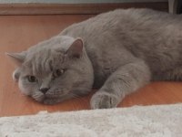 2,5 aylık british shorthair
