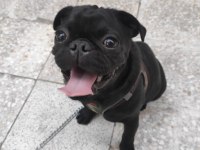 6 aylık pug