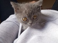 65 günlük british shorthair yavru