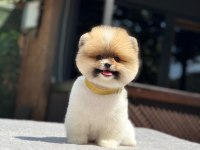 Sevimli Pomeranian Yavrular Yemi Yuvalarını Arıyor