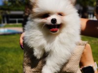 Sağlık Ve Irk Garantili Pomeranian Yavruları