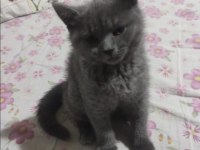 ÜCRETSİZ BRİTİSH SHORTHAİR