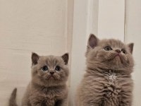SAFKAN BRİTİSH YAVRULAR AŞILI KAPINIZA KADAR GELIR