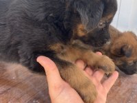 Yavru rottweiler ve yavru kurt 3 aylıklar