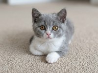 Muhteşem British Shorthair Blue Bicolor Dişi Yavrular