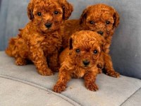 Wc Eğitimli Toy Poodle Yavruları
