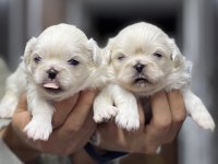 İmperial pekingese yavrular