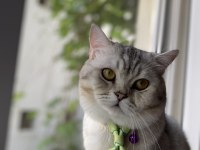 1.5 yaşında British Shorthair Silver Erkek