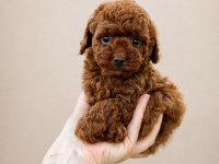 Sağlıklı Ve Safkan Poodle Yavrular