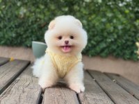 Premium Güzellik Pomeranian Boo Köpeği