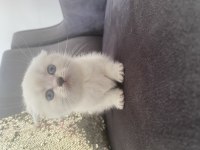 Orijinal anne babadan Scottish fold yavrular