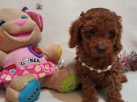 Irk ve sağlık garantili anne altından poodle yavrular