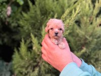 Her Renk Maltipoo Yavrumuzu Canlı Görebilirsiniz