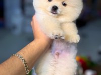 Pomeranian şecereli teacup