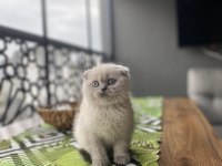 Scottısh Fold Irk Garantili Yavrularım 