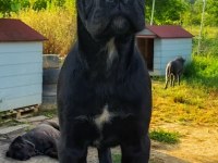 Dünya şampiyonlukları soyundan dişi cane corso yavrumuz