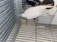 Albino mutasyonu sultan papağanı