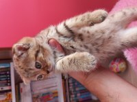 Scottish fold golden tabby