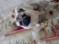 1 YAŞINDA TATLI PUG