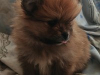1.5 aylık pomeranian köpekler