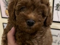 KALİTELİ POODLE YAVRULAR EV ORTAMINDA