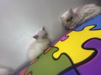 British shorthair yavruları