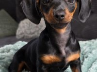 Black And Tan Dachshund Yavrularımız
