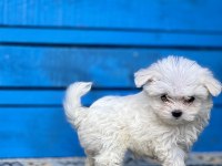 KORE MALTESE YAVRULARI