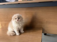 Scottish fold yavru