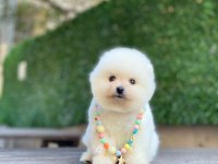 Sevimli Pomeranian Yavrular