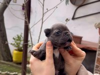 SAFKAN EGZOTİK FRENCH BULLDOG YAVRULARIM REZERVEDE