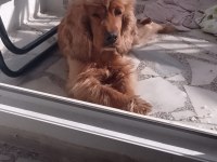 Dişi kimlikli saf cocker