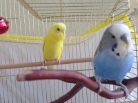 Jumbo albino muhabbet kuşu