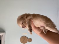 Yetişkin 1 yavrusuyla birlikte verilecek pomeranian