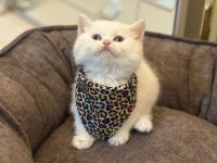 BİZE DANIŞMADAN YAVRU KEDİ SAHİPLENMEYİNİZ