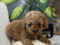 POODLE BEBEKLERİ