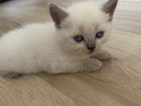 Acil Sahiplendirmek istiyoruz Çok tatlılar kedilerimiz