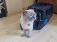 Scottish fold kedime dişi arıyoruz çiftleşecek