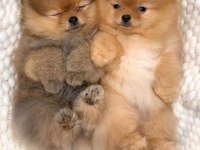 Kalite pomeranian yavrularımız